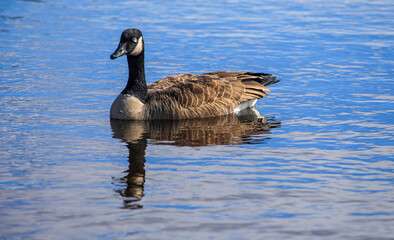 Obraz premium Canada Goose swimming on calm blue lake with reflection