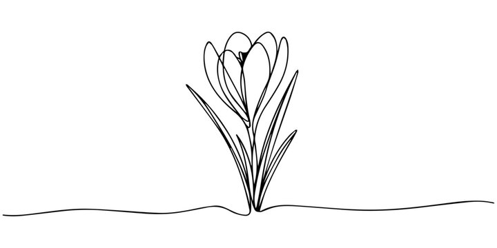 line art, bouquet of flowers crocus spring and summer, drawing with one line. vector illustration white background, Spring crocus flower in continuous line art drawing style. Minimalist black linear.