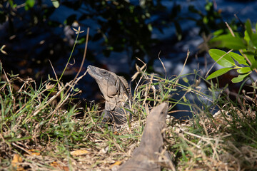 Obraz premium Two iguanas emerge from lush green grass near dark water, one looking up attentively in Sisal, Yukatan, Mexico.