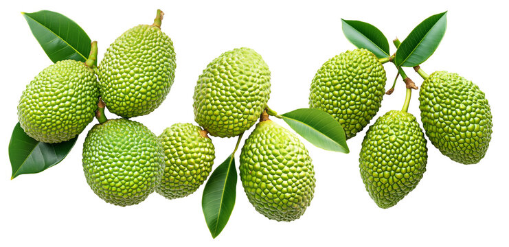 Closeup of exotic green tropical fruits Marang Fruit with bumpy skin and green leaves, isolated on white background