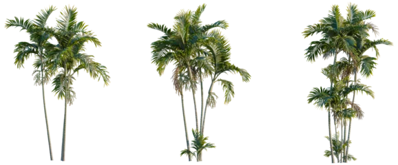 Fotobehang Tropisch Ptychosperma macarthurii tree, elevation, front view, cutout, transparent background, isolate, Majestic palm tree with lush green fronds, beautiful tropical landscape, vibrant nature stock photo  © KP Stock