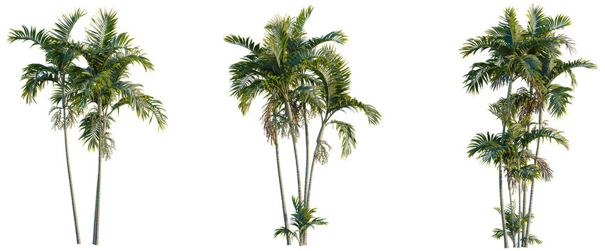 Ptychosperma macarthurii tree, elevation, front view, cutout, transparent background, isolate, Majestic palm tree with lush green fronds, beautiful tropical landscape, vibrant nature stock photo