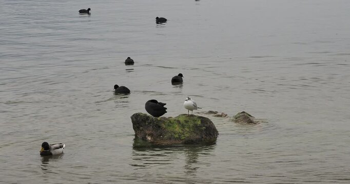 Un foulque macroule (Fulica atra) nettoyant son plumage gris-noir pos&eacute; sur un rocher en compagnie d'une mouette rieuse et entour&eacute;s d'autres foulques et canards colvert sur l'eau