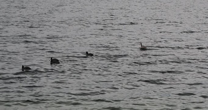 (Fulica atra) Une colonie de foulques macroules nageant port&eacute;s par le courant au milieu d'un lac suivis d'un gr&egrave;be hupp&eacute; (podiceps cristalus)
