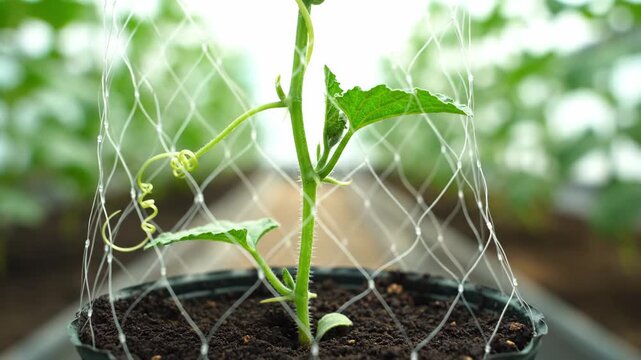 Time lapse composite showing a young cucumber plant's tendril growing and curling. Agricultural concept of cultivation with a green seedling reaching for a support net in a pot