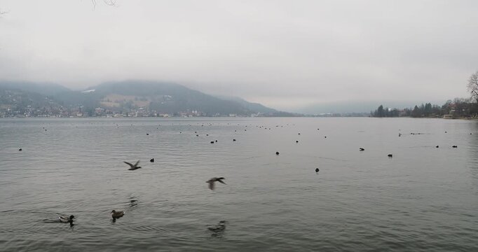 Une grande colonie de foulques macroules (Fulica atra) nageant sur les eaux calmes du lac de Tegernsee en Bavi&egrave;re par temps brumeux en compagnie d'autres oiseaux aquatiques