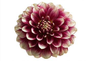 Burgundy And Cream Dahlia Isolated On White