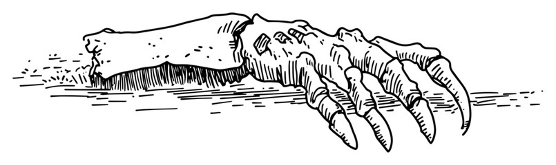 Dinosaur claw fossil hand drawn illustration © Kaz