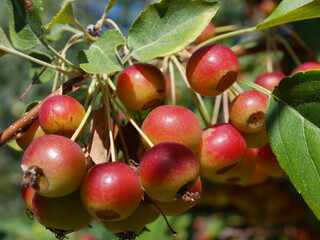 Obraz premium Ripe Red David Crabapple Fruits (Malus davidii) in Early Autumn, Colorado