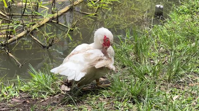 A white Muscovy duck with a distinctive red caruncle on its face, seen grooming its feathers while standing on a grassy bank near a pond.