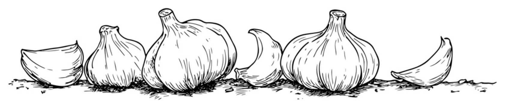 Garlic bulbs and cloves hand drawn sketch