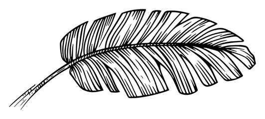 Tropical banana leaf hand drawn sketch © Kaz
