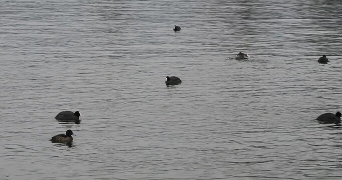 (Fulica atra) Des foulques macroules nageant et plongeant entour&eacute;s de fuligules morillons ou morillons hupp&eacute;s (Aythya fuligula)