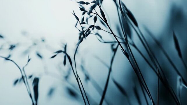 Delicate grass stalks and seed heads creating an abstract natural pattern against a soft, defocussed background, evoking a sense of calm and tranquility in nature