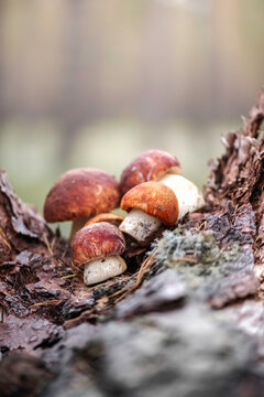 Group of wild boletus mushrooms laid out on pine stump in the autumn forest.