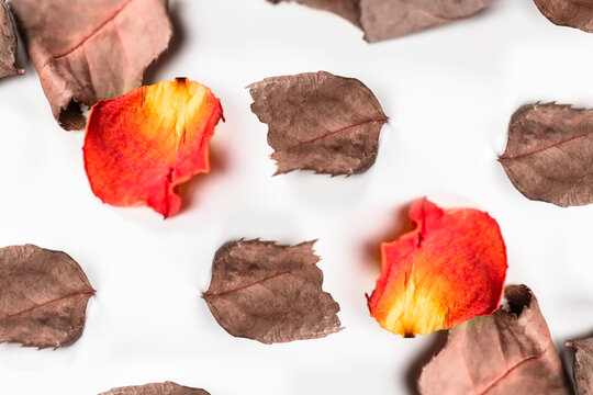 The petals of dried rose on white background symbolizing loss and sadness. The concept associated with emotions and human experiences.
