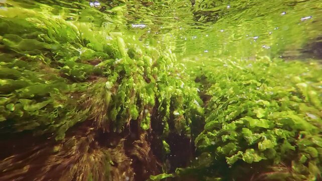 Closs-up of the green weed Sea lettuce, Ulva intestinalis swaying in the water current below the surface in the coastal area, reflecting on the water surface, slow motion, underwater view