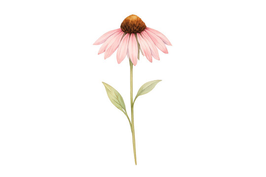 Echinacea coneflower watercolor illustration with pink petals and green leaves, botanical artwork on transparent background