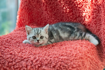 Adorable gray tabby kitten lying on soft red textured blanket and looking at camera. Cozy warm pet portrait with rich color contrast, shallow depth of field and soft light © Khorzhevska