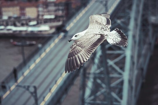 A graceful seagull glides effortlessly above the Douro River in Porto, showcasing the lively Ribeira District and iconic Ponte Dom Luis I in the background