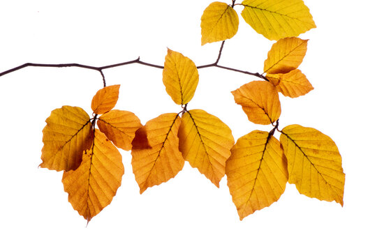 Bl&auml;tter einer Buche in Herbstfarben isoliert als Freisteller &uuml;ber transparentem Hintergrund