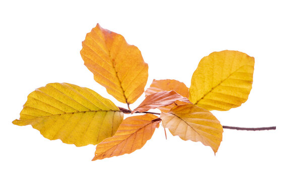 Bl&auml;tter einer Buche in Herbstfarben isoliert als Freisteller &uuml;ber transparentem Hintergrund