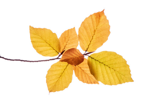 Bl&auml;tter einer Buche in Herbstfarben isoliert als Freisteller &uuml;ber transparentem Hintergrund