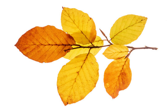 Bl&auml;tter einer Buche in Herbstfarben isoliert als Freisteller &uuml;ber transparentem Hintergrund