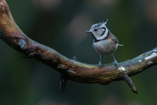 European crested tit (Lophophanes cristatus) in the forest sitting on a branch. Noord-Brabant in the Netherlands.        