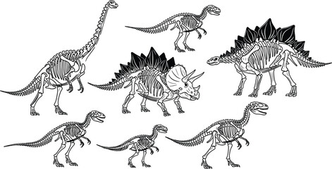Dinosaur Skeleton Set Vector Illustration Collection of Prehistoric Fossil Bones Tyrannosaurus Stegosaurus Triceratops Brachiosaurus and Raptor Isolated on White Background © MdShakil
