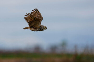 Burrowing Owl - Flyby