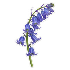 Beautiful bluebell flowers on a green stem isolated on transparent background