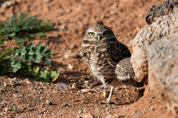Burrowing Owl - Arizona