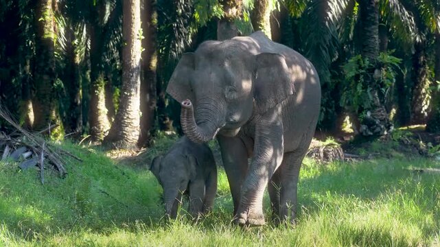 Cinematic Footage of Wild Elephants in Borneo &ndash; Kinabatangan River Rainforest Malaysia