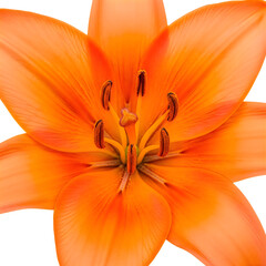 Closeup of vibrant orange lily flower with stamens and petals  beautiful floral detail