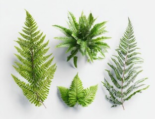 Diverse green fern fronds arranged artfully on a clean white background