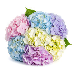 Beautiful pastel colored hydrangea flowers bouquet in shades of pink blue purple and white