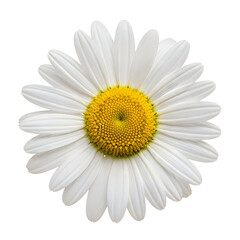 Beautiful white daisy flower with yellow center isolated on white background