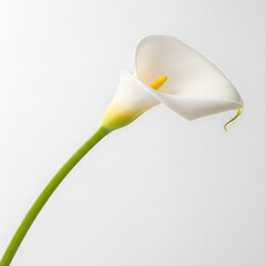 Beautiful white calla lily flower with green stem and yellow center