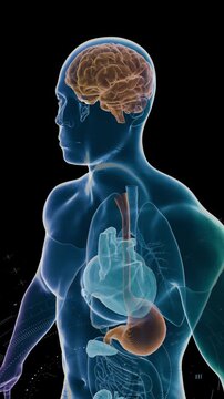Holographic display of GLP-1 molecule acting on brain level, obesity management concept. The neurological or cognitive effects of GLP-1 medication, which are increasingly being studied 