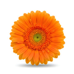 Beautiful orange gerbera daisy flower with green center  vibrant petals isolated on white