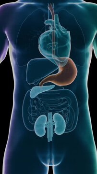 GLP-1 molecule action in intestine, slowing down digestion, lowering visceral fat, obesity management concept, Glucagon-like peptide 1 (GLP1, 7-36) molecule The glucagon like peptide-1 receptor 