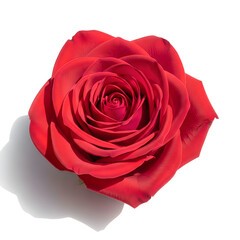 Beautiful large red rose flower with many petals  closeup view