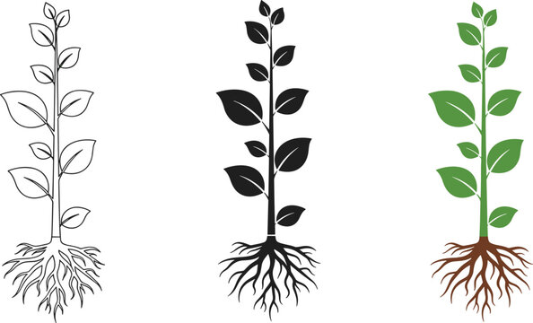 Botanical plant growth set featuring seedling with roots in line art black silhouette and flat color styles for gardening biology and nature concepts