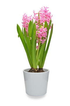 Blooming Hyacinth flowers in a pot isolated on a transparent backgrund.
