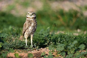 Burrowing Owl - Arizona