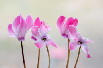 Różowy cyklamen na jasnym rozmytym tle, delikatna wiosenna kompozycja © Elżbieta Kaps