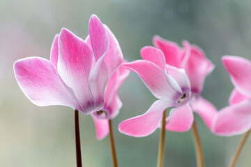 Różowy cyklamen na jasnym rozmytym tle, delikatna wiosenna kompozycja © Elżbieta Kaps