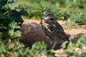 Burrowing Owl - Shade
