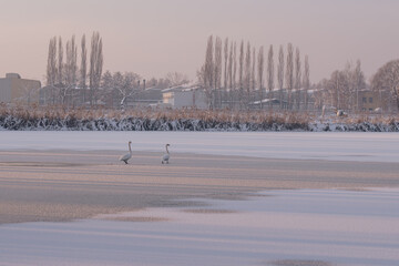 Zimowy krajobraz z zamarzniętym stawem i ptakami w oddali © Elżbieta Kaps